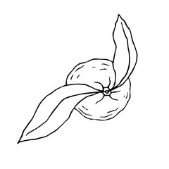 Line sketch, citrus mandarin fruit outline. Vector graphics.