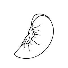 Line sketch, peach fruit outline, nectarine. Vector graphics.