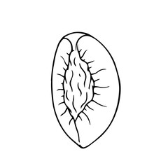 Line sketch, peach fruit outline, nectarine. Vector graphics.