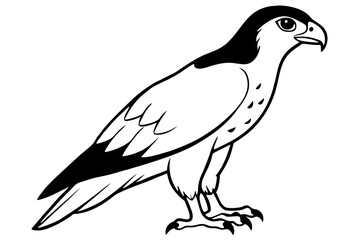 hawk silhouette line art vector illustration with a white background