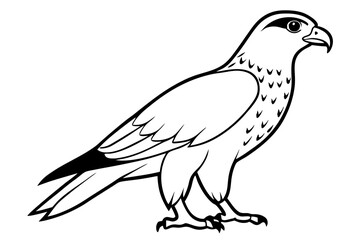 hawk silhouette line art vector illustration with a white background