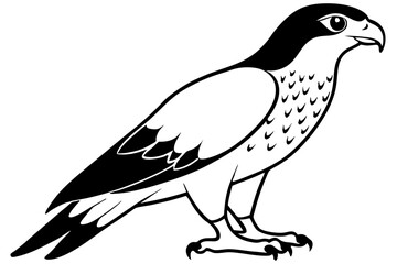 Obraz premium hawk silhouette line art vector illustration with a white background