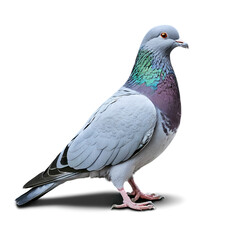 Naklejka premium pigeon isolated on transparent background