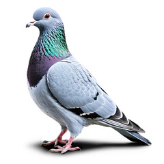 Naklejka premium pigeon isolated on transparent background