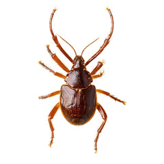 Tick bug isolated on transparent background