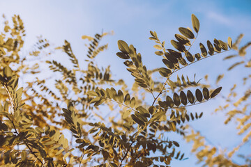 Autumn branches with colorful leaves – seasonal nature detail symbolizing fall, perfect for calendar, design, and seasonal themes