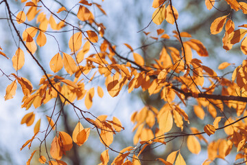 Autumn branches with colorful leaves – seasonal nature detail symbolizing fall, perfect for calendar, design, and seasonal themes