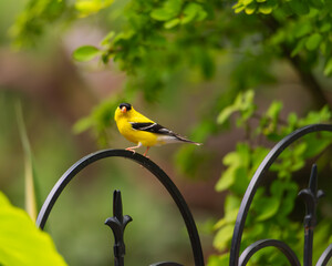 male american goldfinch in green soft focus background