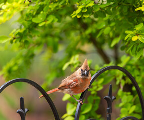female northern cardinal in a green garden