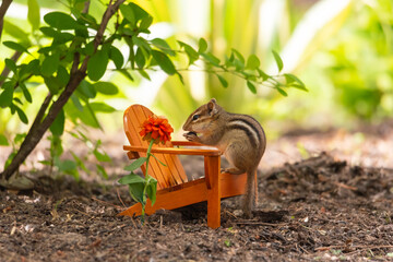 Cute wild chipmunk sitting on miniature Adirondack chair in garden – whimsical outdoor wildlife scene