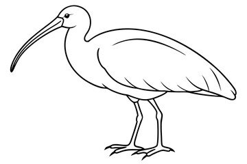ibis silhouette line art vector illustration with a white background