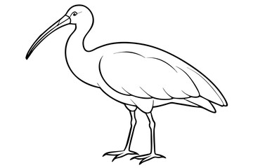ibis silhouette line art vector illustration with a white background
