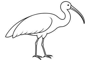ibis silhouette line art vector illustration with a white background