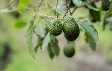 Racimo de aguacates hass colgando de la rama de un árbol en el cultivo - foto de stock 