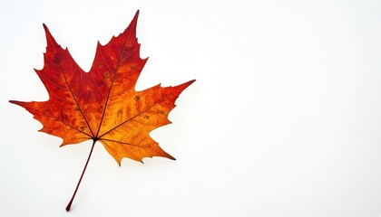 Fototapeta premium Single maple leaf isolated on white. Red orange autumn fall colors, close-up detailed texture. Natural seasonal element, autumn design template, Thanksgiving decor.
