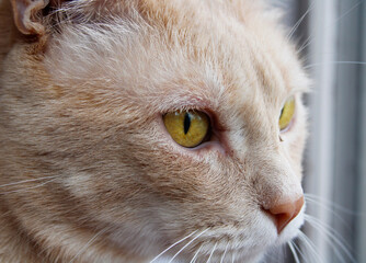 Cat looking out window