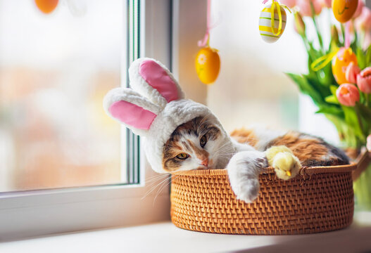 funny kitten in easter bunny ears costume lies in basket on windowsill among flowers and colored eggs