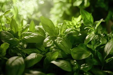 Green mint leaves on stem in garden. Aromatic herbs for cooking and medicinal use.