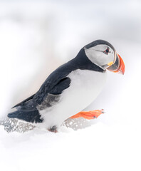 atlantic puffin walking on snow