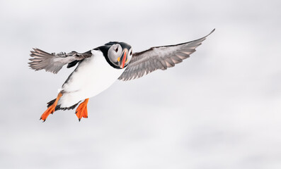 atlantic puffin bird in flight