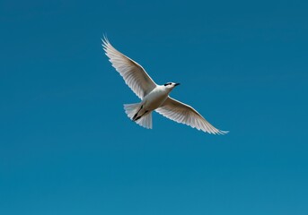 Obraz premium White tern bird flies against a serene blue sky, perfect for representing freedom, purity, and the beauty of nature in travel ads or serene postcards.