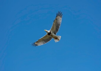 Obraz premium Majestic eagle soars freely in the clear blue sky. Wildlife bird spreading its wings, expressing freedom and power, inspiring nature photography for ornithology study.