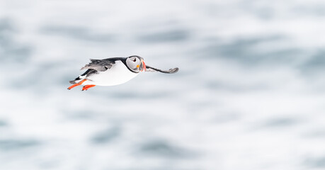 atlantic puffin bird in flight