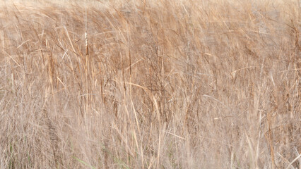 Dry grass background