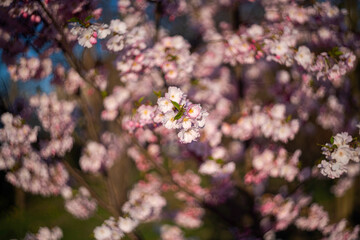 Spring flowers on a clear day