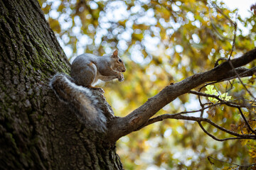 An Eastern gray squirrel sits on a tree branch in Turin, Italy, nibbling on food. Urban wildlife in its natural habitat.