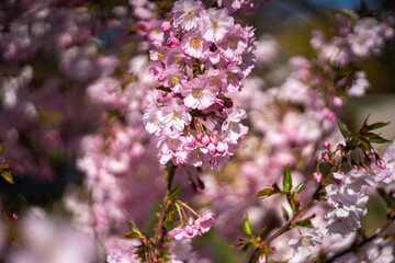 Spring flowers on a clear day