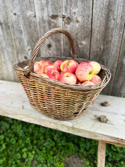 Freshly Harvested Apples Beautifully Arranged in a Woven Basket on a Rustic Wooden Table