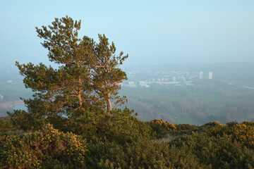 Pine trees and shrubs on Arthur's Seat below the town site shrouded in mist or cold sea fog, on a...