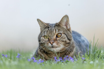 a brown cat and violets in spring