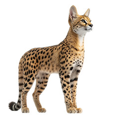 A Sleek Serval Cat Standing Alert With Golden Coat Isolated on Transparent Background