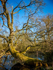 Tümpel mit vielen kaputten Bäumen im Frühjahr