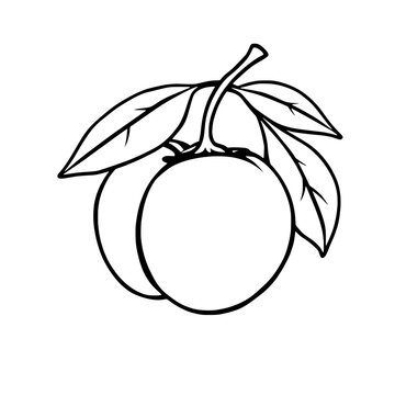 recommend clip art: Line Art Drawing Of Two Plums With Leaves On Branch
