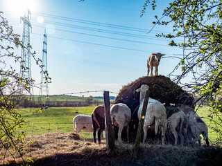 Kleine Schafherde in der Nähe von Strommasten