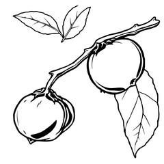 Line Art Illustration Of Two Persimmons On A Branch With Leaves