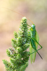 Grasshopper on a green grass