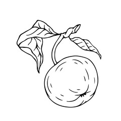 Sketch, apple tree fruit outline with leaves. Vector graphics.