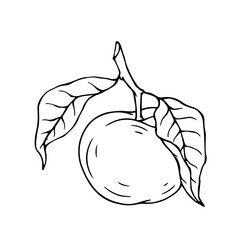 Sketch, apple tree fruit outline with leaves. Vector graphics.