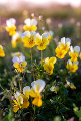 Pansy flower in the spring meadow