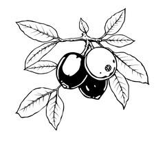 Black And White Line Art Illustration Of Berries On A Branch With Leaves