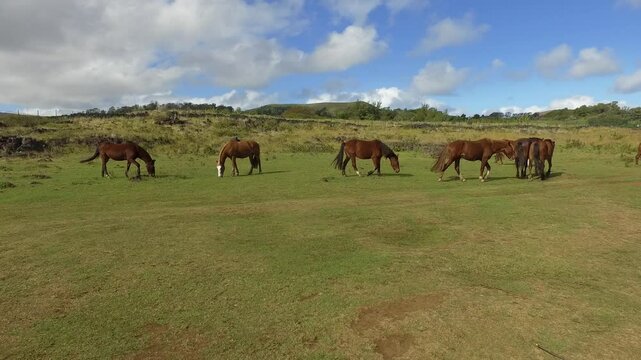 Horses grazing on the lush landscape of Easter Island near historical sites and stunning natural beauty