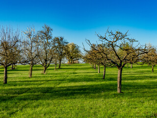 Obraz premium Obstbäume im Frühjahr