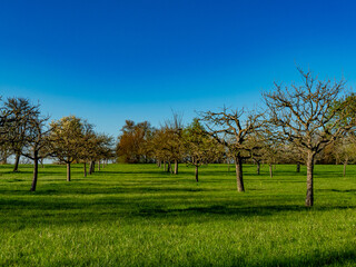 Obraz premium Obstbäume im Frühjahr