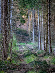Obraz premium Abholzung in einem Fichtenwald