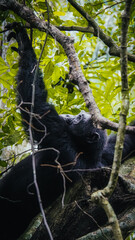 Chimpanzee in Gombe National Park in Tanzania