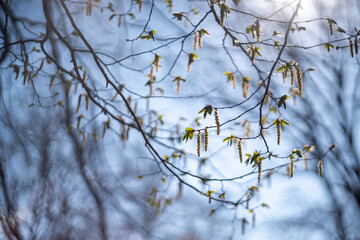 Fresh spring tree branches.